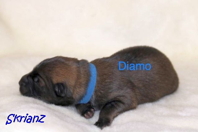 16.2.2021 - Diamo 💙